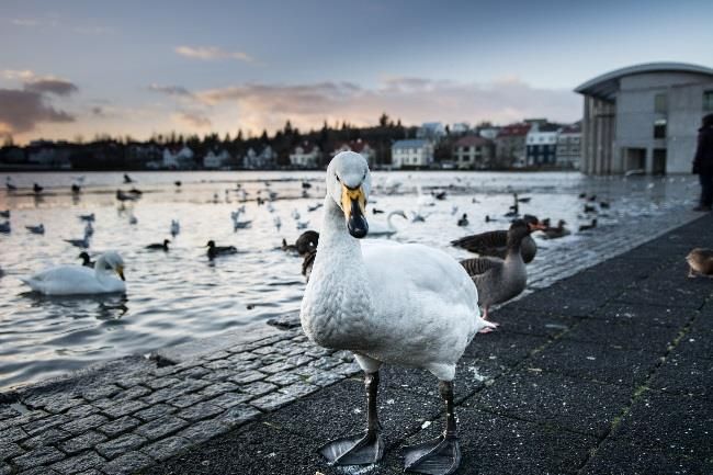 Whooper swan at the Reykjavík city pond