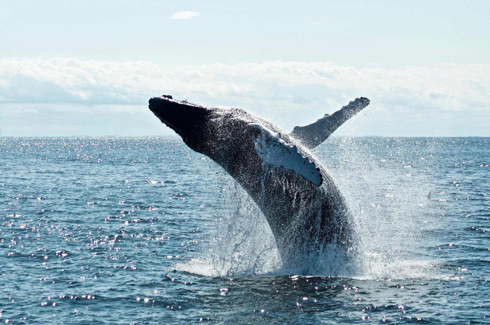 Humpback whale breaching with a big splash